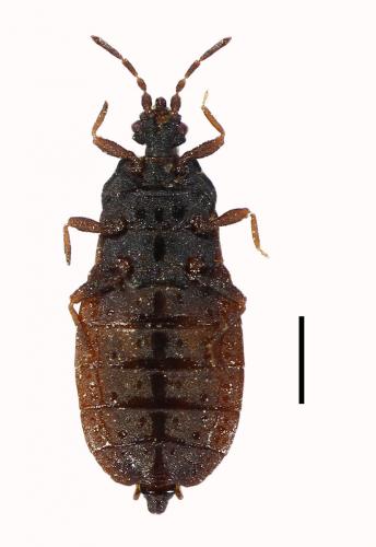 Aneurus avenius